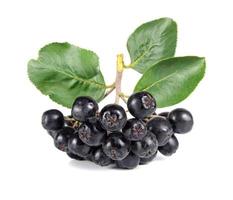 black ashberry with foliage photo