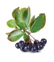 black ashberry with foliage photo