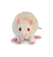white cute mouse photo