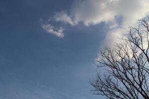Dry branches of tree, white cloud and blue sky background. photo