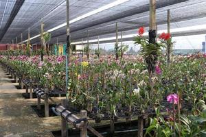 las orquídeas se están recuperando en vivero, tailandia. foto