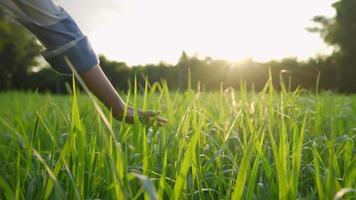 la mano femminile della pelle chiara tocca un campo di erba naturale verde ad alto raccolto, l'agricoltore che usa il controllo manuale sulle colture di crescita che coltivano prato, la natura del tocco della mano, la bella luce solare del mattino, il caldo clima estivo, video