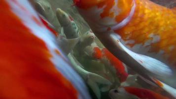 peixes koi subaquáticos na lagoa comendo. video