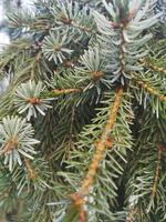 ramas de un abeto de hoja perenne. naturaleza, ecología plantas árboles. árbol de Navidad foto