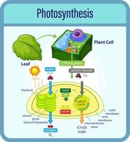 Diagram showing process of photosynthesis with plant and cells vector