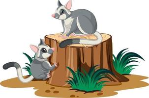 Two sugar gliders on the log vector