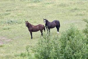 two horses stand together at the edge of a pasture photo