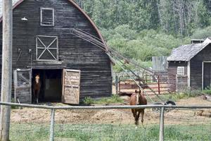 two horses in a farm yard with an old wooden barn photo