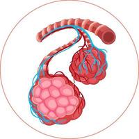 Diagram of sickness in human lungs vector