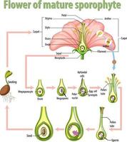 diagrama que muestra la flor del esporofito maduro vector