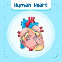 Human internal organ with heart vector