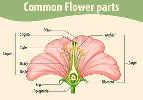 Diagram showing common flower parts vector