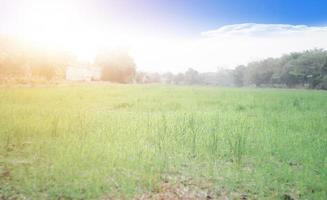 Golden light of morning sun on the grassland in the countryside photo