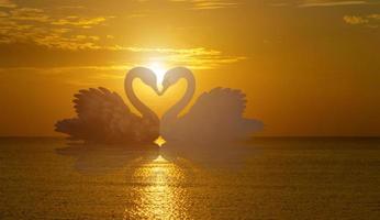 beautiful black swan in heart shape on lake sunset . photo