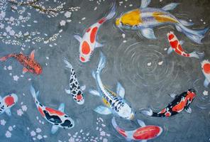 watercolor with rainbow carp. photo