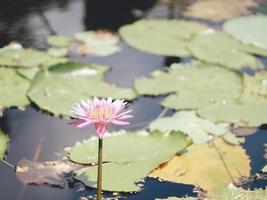 Beautiful lotus leaf near the pond, pure natural background, red lotus, lotus flower on the water surface . photo