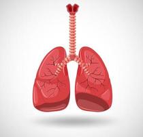 Human internal organ with lungs vector