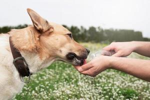 el dueño del perro ayuda a su perro a beber agua en los días calurosos de verano al aire libre