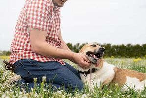 Happy man plays with mixed breed shepherd dog on green grass photo