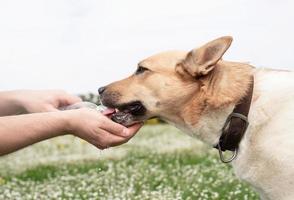 Caring dog owner helps his dog to drink water in summer hot day outdoors photo