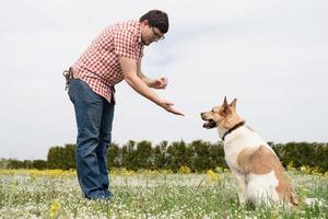 Happy man plays with mixed breed shepherd dog on green grass photo