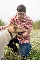 Young man examining his mixed breed shepherd dog for insects on green grass outdoors photo