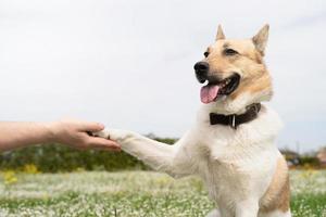 Happy man plays with mixed breed shepherd dog on green grass photo