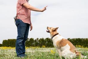 Happy man plays with mixed breed shepherd dog on green grass photo