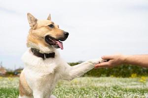 Happy man plays with mixed breed shepherd dog on green grass photo