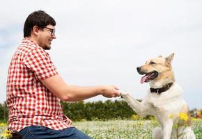 Happy man plays with mixed breed shepherd dog on green grass photo