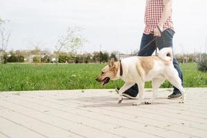 Profile shot of a young guy walking his dog in a park on a sunny spring day photo