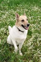 Cute mixed breed shepherd dog on green grass in spring flowers photo
