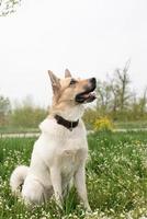 Cute mixed breed shepherd dog on green grass in spring flowers photo