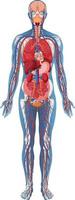 estructura anatómica cuerpo humano vector