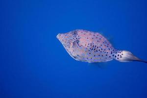 Filefish blue sea photo