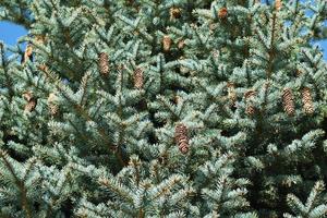 blue spruce with cones photo