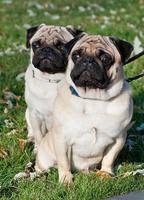 Two pug dog on the grass photo
