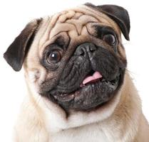 Pug dog isolated on a white background photo