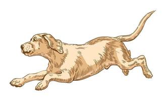 Labrador retriever dog running in a jump. Young puppy. Vector illustration, engraving.