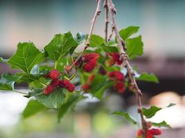 Mulberry fruit blooming on tree in garden on blurred of nature background photo