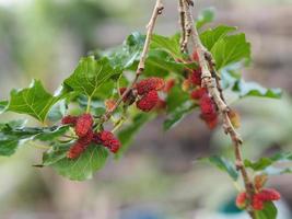 Mulberry fruit blooming on tree in garden on blurred of nature background photo