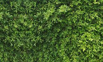 Small leaves green bush tree texture nature background photo