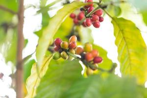 coffee seeds blur background photo