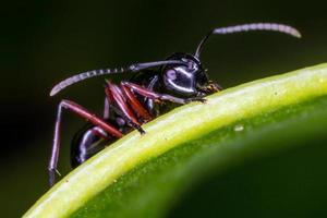 Close up black ant on green leaf. photo