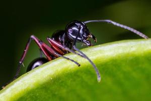 Close up black ant on green leaf. photo