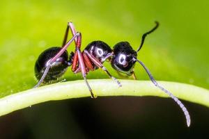 Close up black ant on green leaf. photo