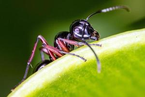 Close up black ant on green leaf. photo