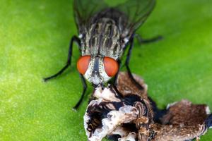 Close up fly on green leaf. photo