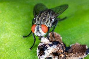 Close up fly on green leaf. photo