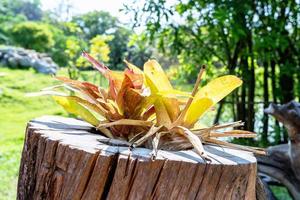 Tree plant with yellow leaves growing in an old dry tree stump in the summer park. Ornamental plants grow in a creative wooden flowerpot with green nature background. photo